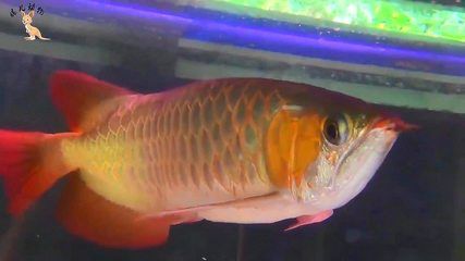 金龍魚鼻孔