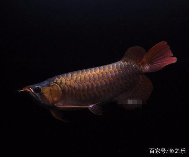 龍年養(yǎng)龍魚文案句子：龍年養(yǎng)龍魚文案句子：龍年養(yǎng)龍魚文案句子,龍年養(yǎng)龍魚文案句子 龍魚百科 第3張