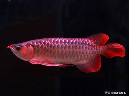 龍魚紅眼睛怎么治療：龍魚紅眼睛怎么治療，