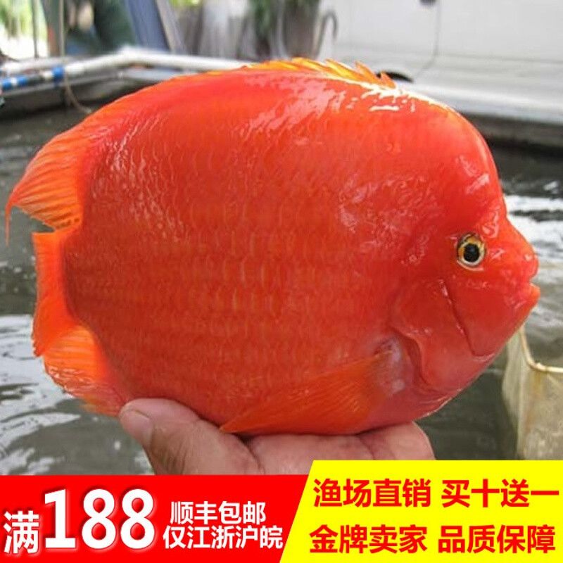 財(cái)神鸚鵡魚能和龍魚混養(yǎng)嗎：財(cái)神魚和鸚鵡魚能混養(yǎng)嗎