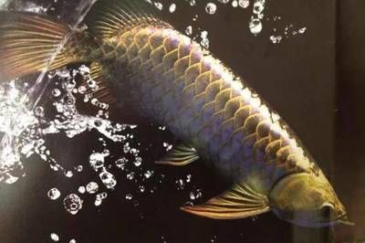 龍魚沉頭的原因：龍魚為什么會沉頭？ 龍魚百科 第1張