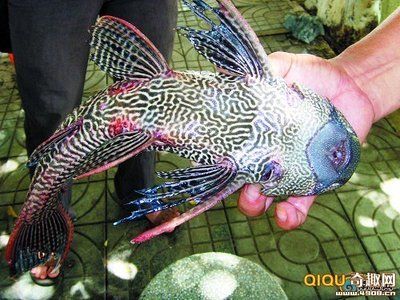 龍巖龍魚長什么樣：什么是龍巖龍魚？ 龍魚百科 第2張