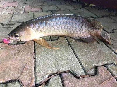 龍魚(yú)絕食怎么辦：如何處理龍魚(yú)絕食