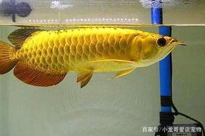 龍魚冬天不保溫會死嗎：龍魚冬天不保溫會死嗎，龍魚冬天會死嗎 龍魚百科 第2張