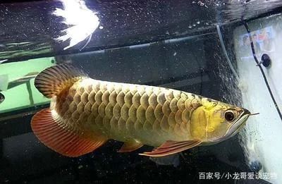 龍魚冬天不保溫會死嗎：龍魚冬天不保溫會死嗎，龍魚冬天會死嗎 龍魚百科 第3張