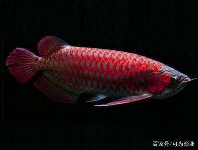 紅龍魚(yú)的鱗片是一樣數(shù)量嗎：紅龍魚(yú)的鱗片是一樣數(shù)量嗎，對(duì)不起