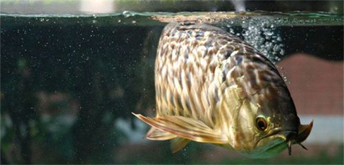 金蟾喂龍魚：金蟾可以作為餌料喂養(yǎng)龍魚，但在喂食時應(yīng)注意事項(xiàng) 龍魚百科 第1張