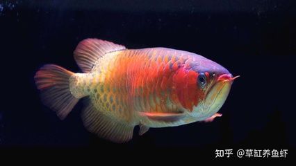 皇冠和龍魚能混養(yǎng)嗎：皇冠和龍魚可以混養(yǎng)嗎