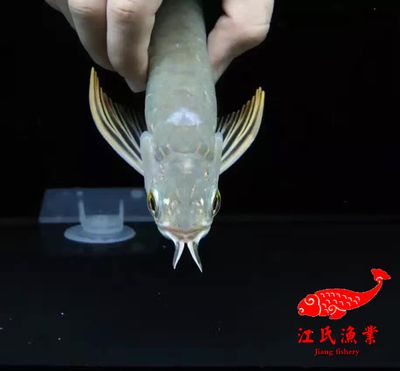 金龍魚體內(nèi)植入芯片嗎能吃嗎：金龍魚體內(nèi)植入芯片嗎