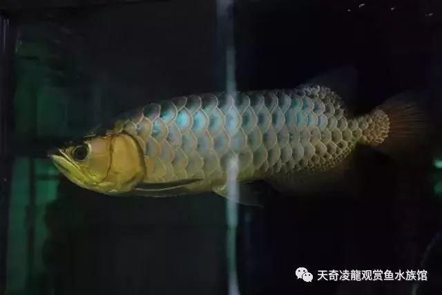 金龍魚吃了自己掉的鱗片會 死嗎：金龍魚吃了自己掉的鱗片會死嗎 龍魚百科 第3張