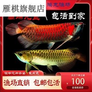 紅龍魚苗怎么挑選品種圖解：紅龍魚苗怎么挑選及種類圖解 龍魚百科 第3張