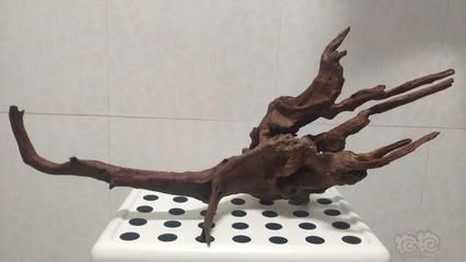 沉木對龍魚有什么好處：沉木對龍魚的作用和作用