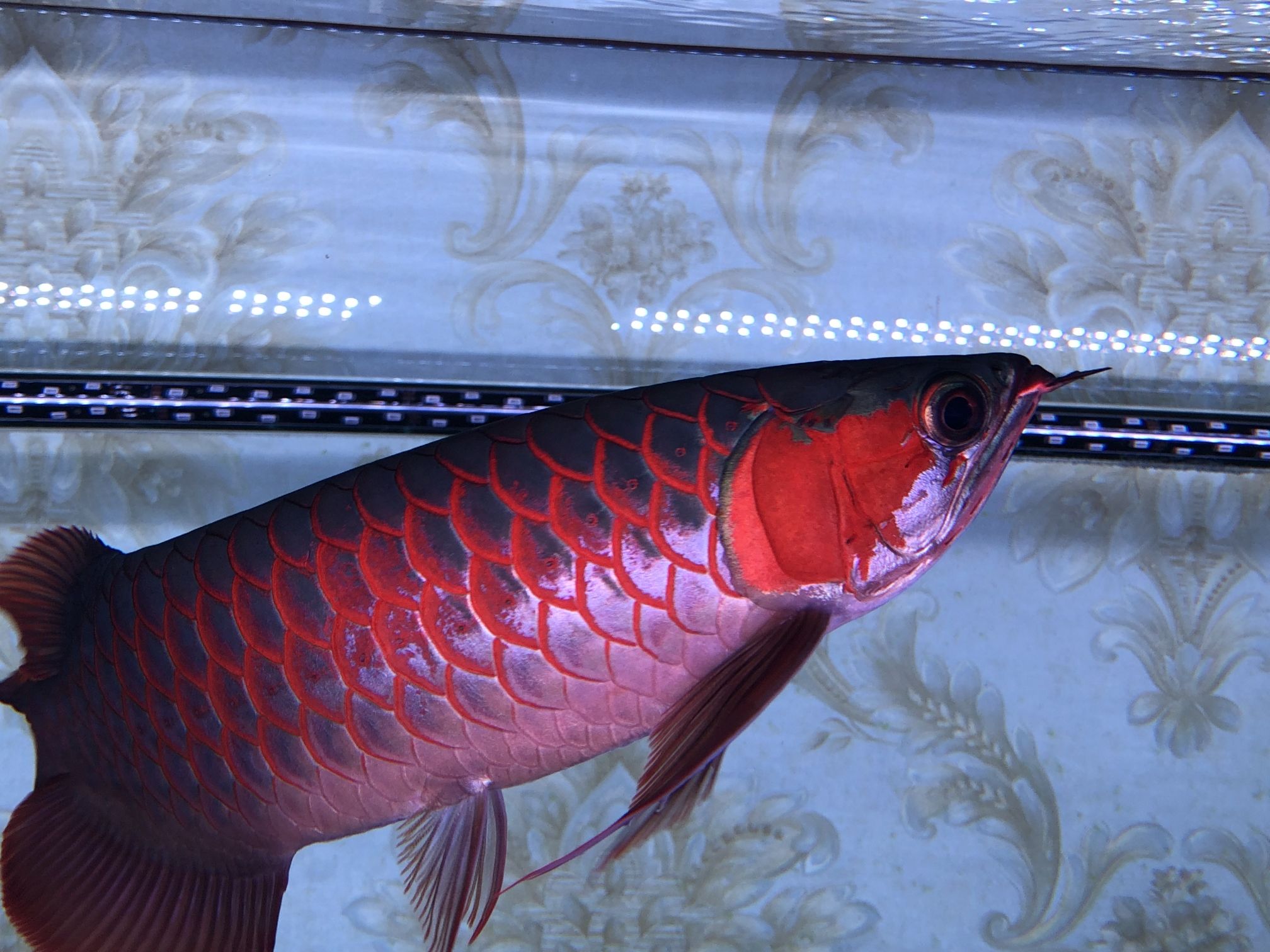 紅龍魚(yú)沉頭會(huì)死嗎：如果紅龍魚(yú)沉頭癥狀持續(xù)不改善，應(yīng)及時(shí)尋求專(zhuān)業(yè)的獸醫(yī)幫助