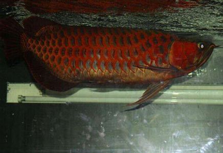 紅龍魚(yú)沉頭會(huì)死嗎：如果紅龍魚(yú)沉頭癥狀持續(xù)不改善，應(yīng)及時(shí)尋求專(zhuān)業(yè)的獸醫(yī)幫助