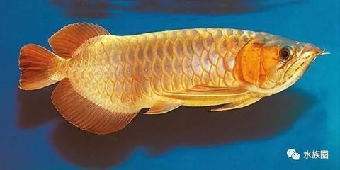 發(fā)龍魚的朋友圈：「龍魚之光，閃耀生活每一刻」 龍魚百科 第2張