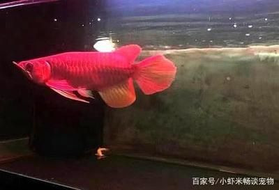 龍魚被欺負：龍魚被欺負怎么辦