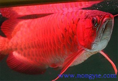 大紅龍魚(yú)為什么這么貴：為什么大紅龍魚(yú)這么貴？ 龍魚(yú)百科 第3張