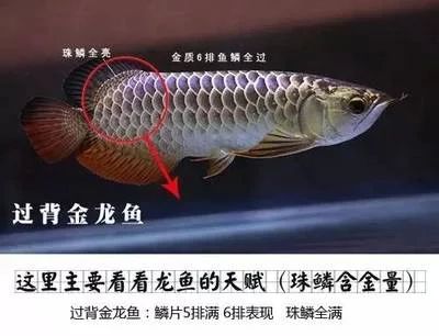 龍魚的種類與鑒別方法：龍魚的種類與鑒別方法，