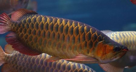 哪種龍魚(yú)最兇：哪種龍魚(yú)是相對(duì)較兇的品種？