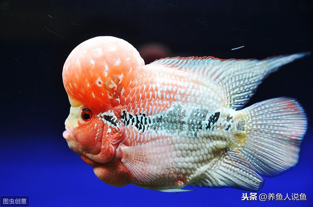 龍魚漁場排名前十是什么魚：知名的龍魚漁場及其特點 龍魚百科 第3張