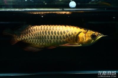 過(guò)背金龍魚(yú)和b過(guò)龍魚(yú)分別哪個(gè)好看：過(guò)背金龍魚(yú)和b過(guò)龍魚(yú)分別哪個(gè)好看過(guò)背金龍魚(yú)更好看