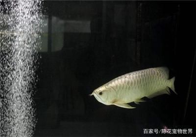 龍魚不吃飼料只吃蟲子怎么辦：如何改變龍魚的飲食習(xí)慣