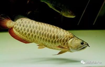 龍魚水流：龍魚水流對龍魚有益嗎，龍魚水流對龍魚運動有益嗎 龍魚百科 第2張