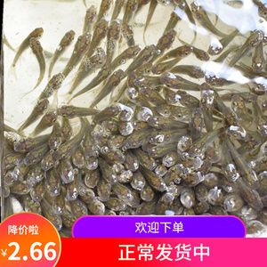 龍魚幼苗在27度能活嗎怎么養(yǎng)：龍魚幼苗在27度環(huán)境下飼養(yǎng)時需要注意以下幾點 龍魚百科 第1張