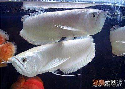 一條銀龍魚大概要多少錢：一條銀龍魚大概要多少錢一條銀龍魚大概要多少錢