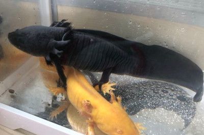 龍魚能不能喂豬肉吃：龍魚可以喂豬肉吃但飼養(yǎng)者應注意以下幾點，飼養(yǎng)者應注意