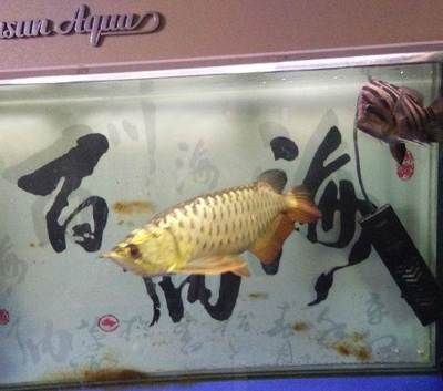 v祥龍魚場(chǎng)：祥龍魚場(chǎng)資料大全 龍魚百科 第3張