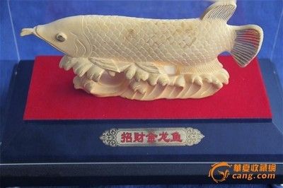 金龍魚拍賣2000萬元最高價格：金龍魚拍賣2000萬元最高價格是否真的達到了2000萬元 龍魚百科