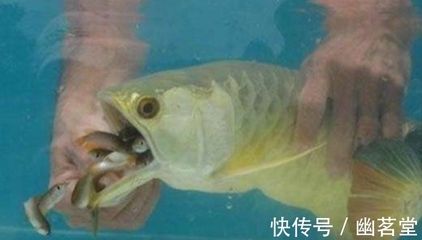 金龍魚嘴巴里有小魚：為什么金龍魚嘴巴里有小魚？