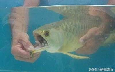 金龍魚嘴巴里有小魚：為什么金龍魚嘴巴里有小魚？