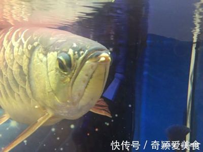 金龍魚嘴巴里有小魚：為什么金龍魚嘴巴里有小魚？