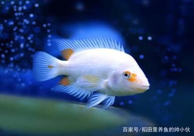 龍魚一般會得什么病毒呢：龍魚常見的幾種疾病 龍魚百科 第1張