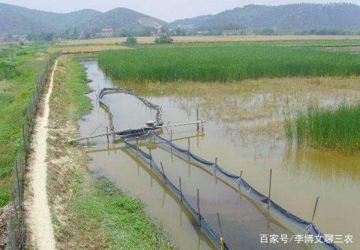 喂龍魚大蝦需要去蝦皮嗎為什么不放鹽：喂龍魚大蝦是否需要去蝦皮，這個(gè)問題的答案并不是絕對(duì)的 龍魚百科 第2張