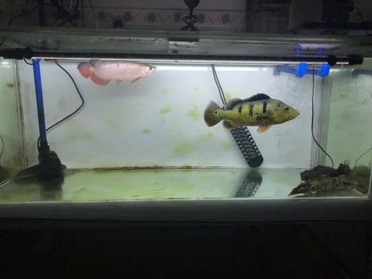 龍魚燈哪個品牌好貼吧：龍魚燈哪個品牌好 龍魚百科 第1張