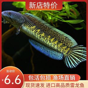 常見淡水觀賞魚圖片及名稱：常見淡水觀賞魚圖片及名稱及名稱 龍魚百科 第1張