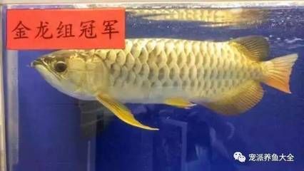 龍魚突然張嘴抽筋：龍魚抽筋可能由多種原因引起其中包括：水質(zhì)變化或水質(zhì)過硬 龍魚百科 第2張