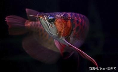 龍魚(yú)咽不下是什么病癥引起的：龍魚(yú)咽不下可能由多種原因引起 龍魚(yú)百科 第1張