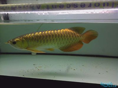 小金頭龍魚：關于小金頭龍魚的飼養(yǎng)方法 龍魚百科 第1張