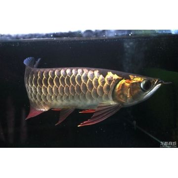 小金頭龍魚：關于小金頭龍魚的飼養(yǎng)方法 龍魚百科 第2張