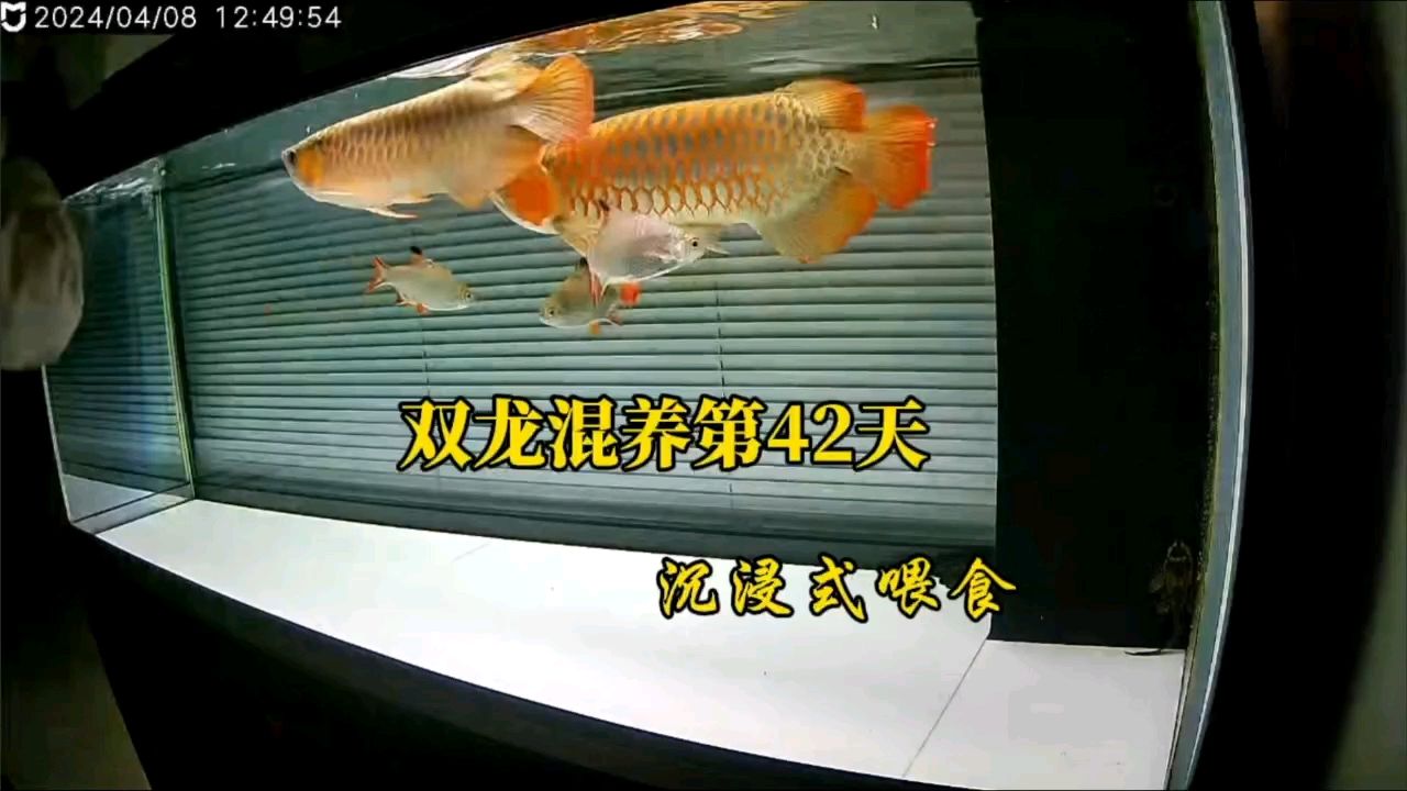 雙龍混養(yǎng)第42天 喂食：雙龍混養(yǎng)第42天喂食 觀賞魚論壇