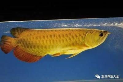 龍魚病了怎么治療好的快些：龍魚生病時(shí)，治療方法會(huì)根據(jù)疾病的種類和嚴(yán)重程度有所不同 龍魚百科 第2張