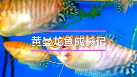 金龍魚成長記錄怎么寫：金龍魚成長之路——見證食用油巨頭的蛻變 龍魚百科 第2張