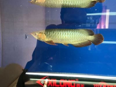 龍魚到家狀態(tài)不好怎么辦：新買的龍魚到家時狀態(tài)不好 龍魚百科 第3張