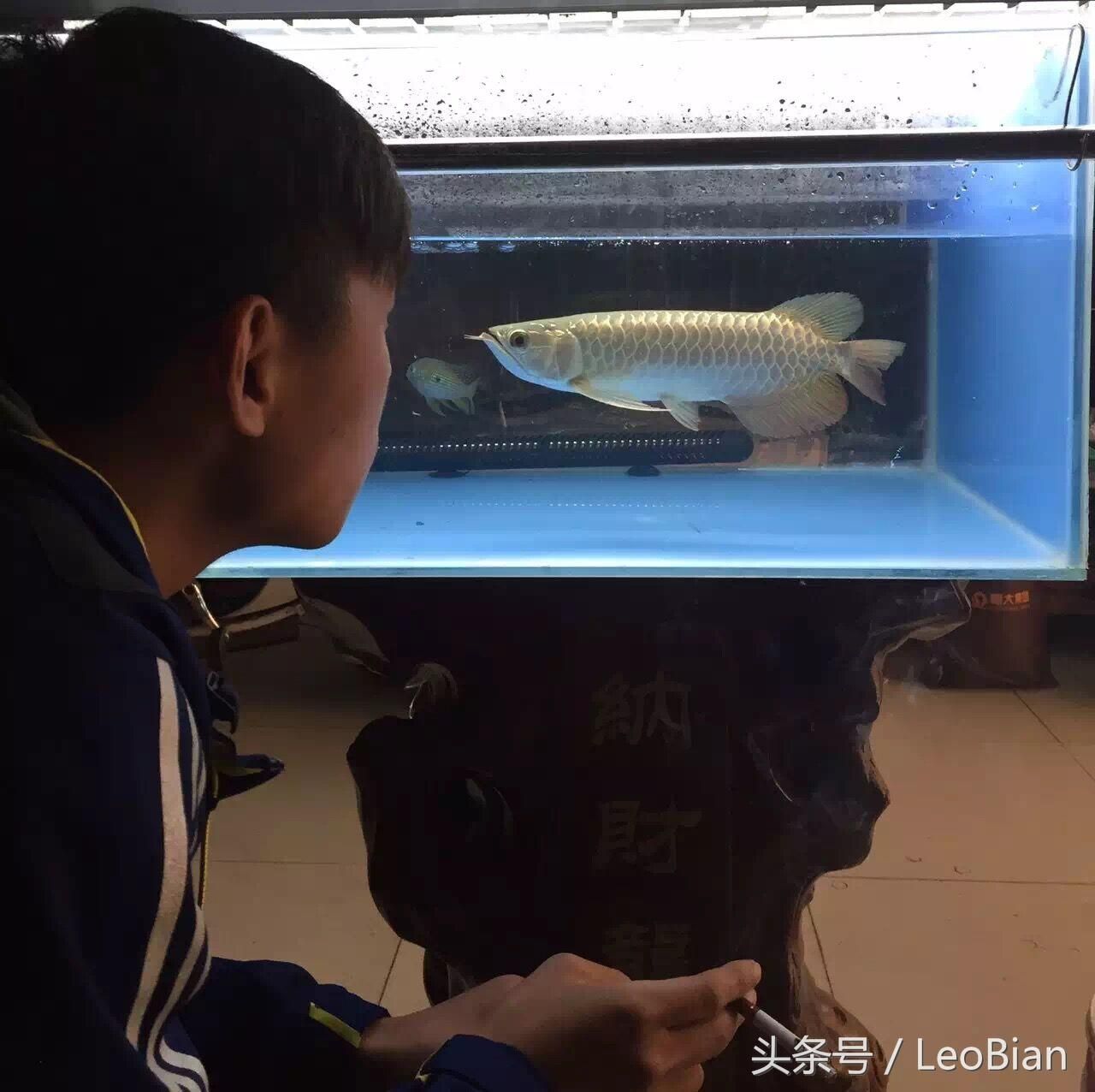 金龍魚換水多久可以喂食：金龍魚換水后喂食的時間 龍魚百科 第2張