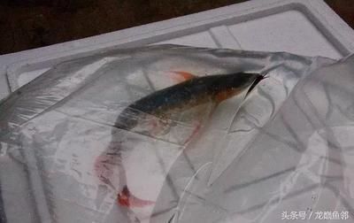 龍魚打包運輸3天會死嗎：手動打包運輸龍魚3天會死嗎