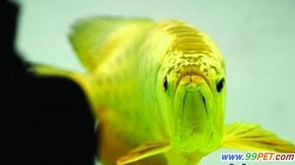 天價金龍魚價格排名第幾：天價金龍魚價格排名 龍魚百科 第1張